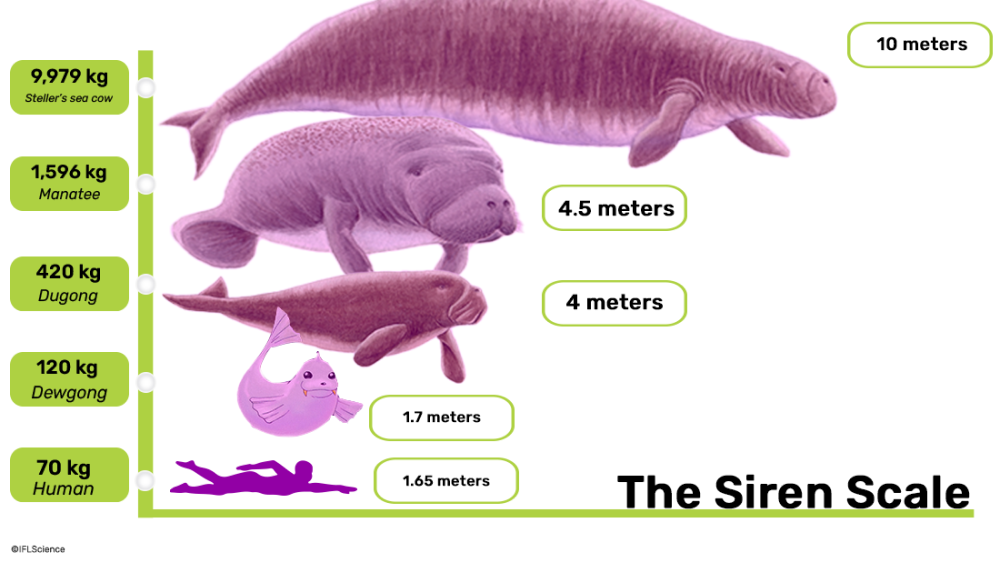 a size comparison of steller's sea cow, it is bigger than manatees, dugongs, dewgong (pokemon) and humans